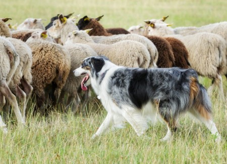 H-384 Perro ovejero